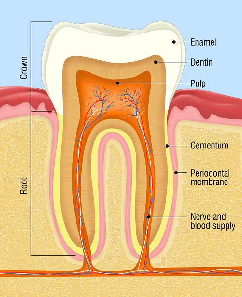 4 Facts About Enamel Erosion